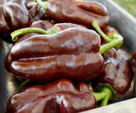 Spitzpaprika Chocolate édespaprika